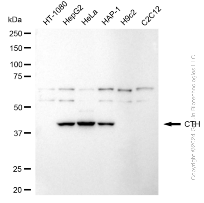 CTH antibody