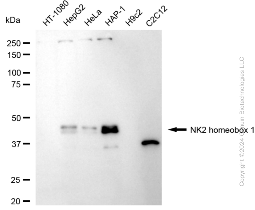 NKX2-1 antibody