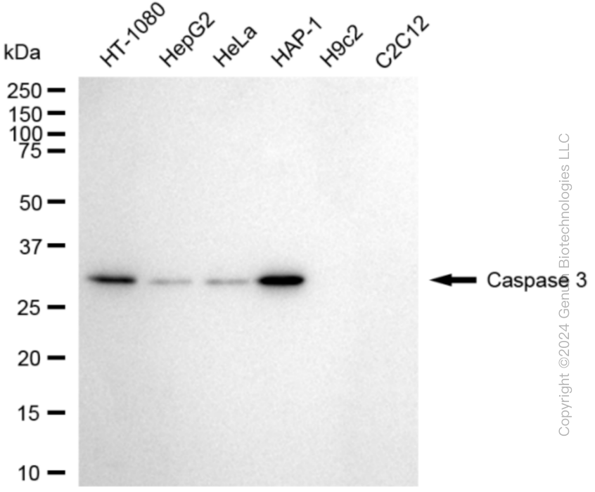 CASP3 antibody