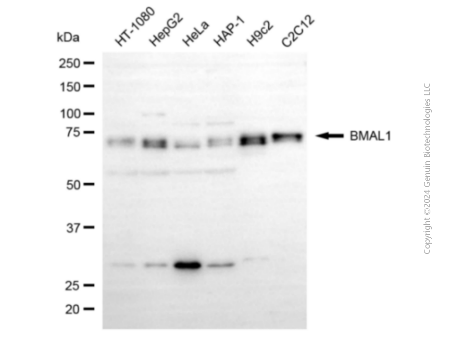 BMAL1 antibody