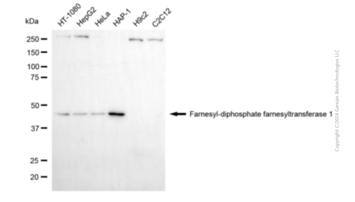 FDFT1 antibody