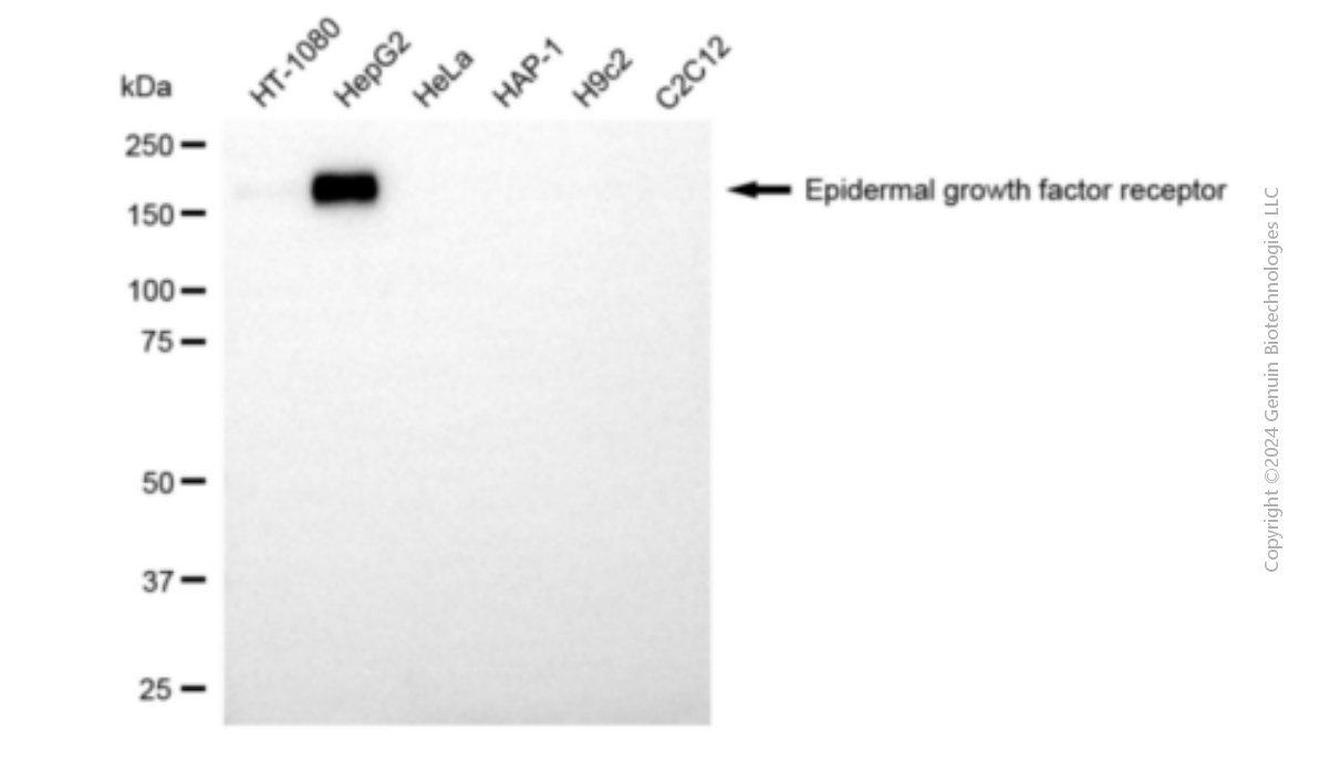 EGFR antibody