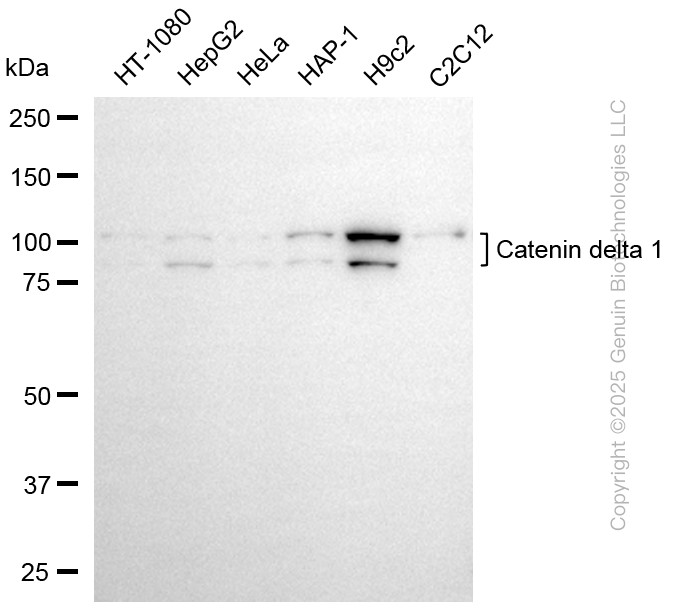 CTNND1 antibody