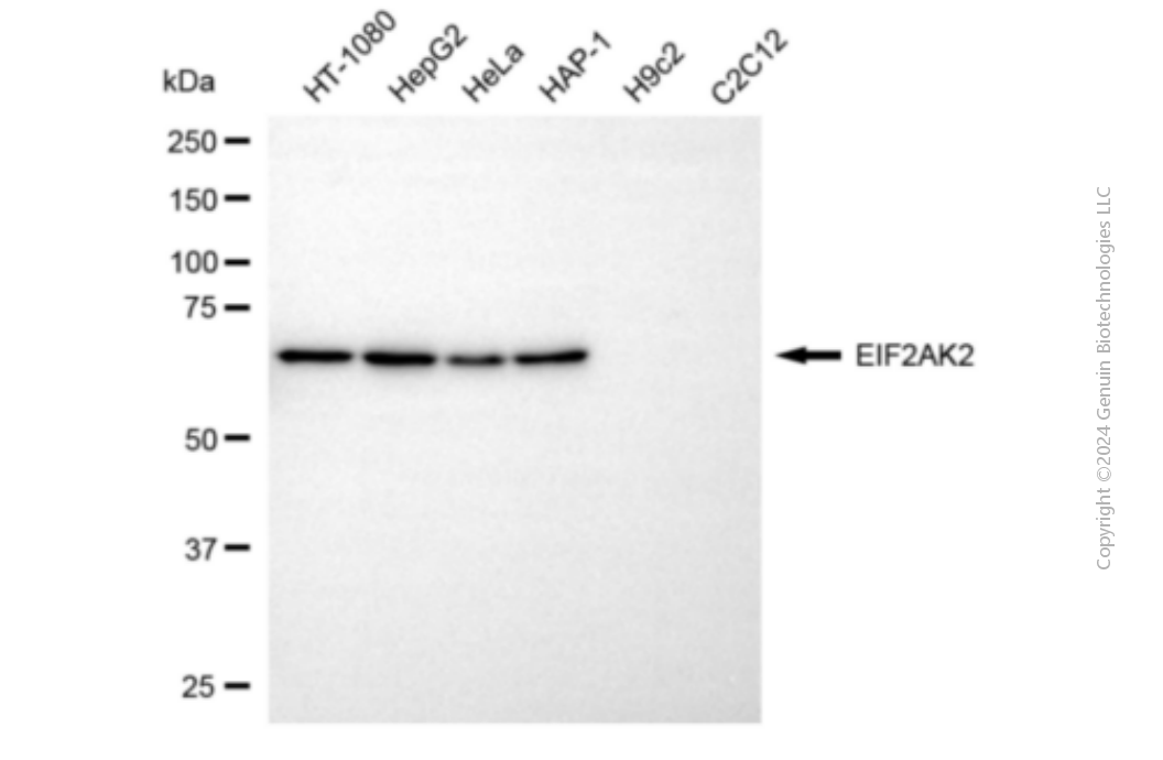 EIF2AK2 antibody