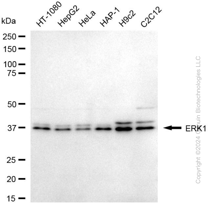 MAPK3 antibody