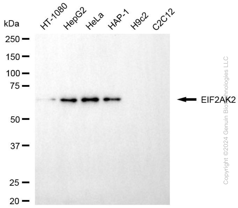 EIF2AK2 antibody
