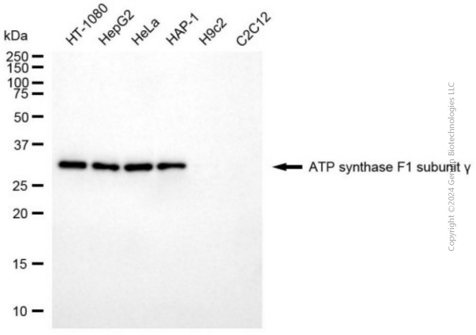 ATP5F1C antibody