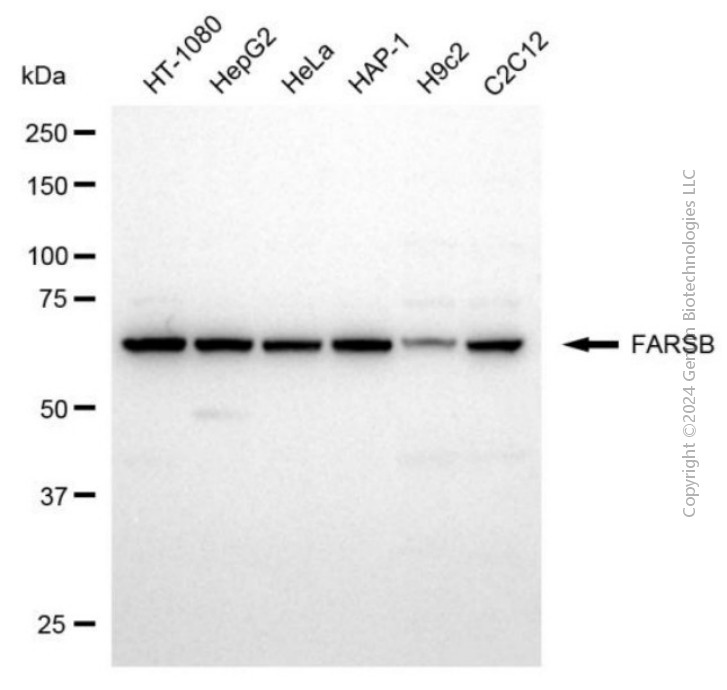 FARSB antibody