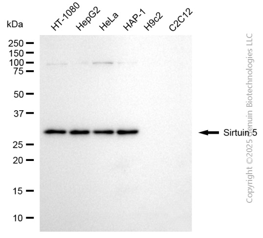 SIRT5 antibody