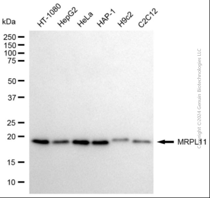 MRPL11 antibody