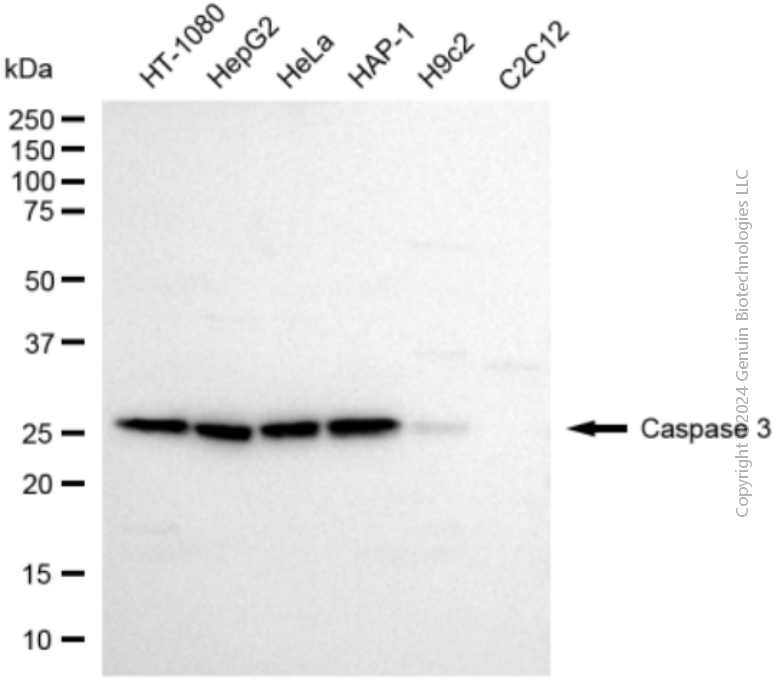CASP3 antibody