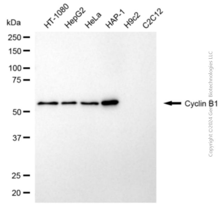 CCNB1 antibody