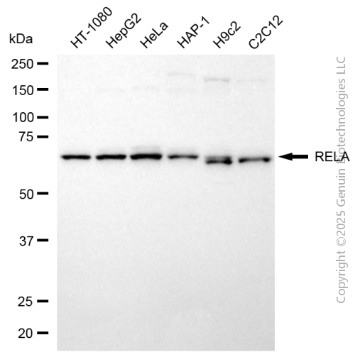 RELA antibody