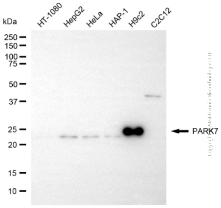PARK7 antibody