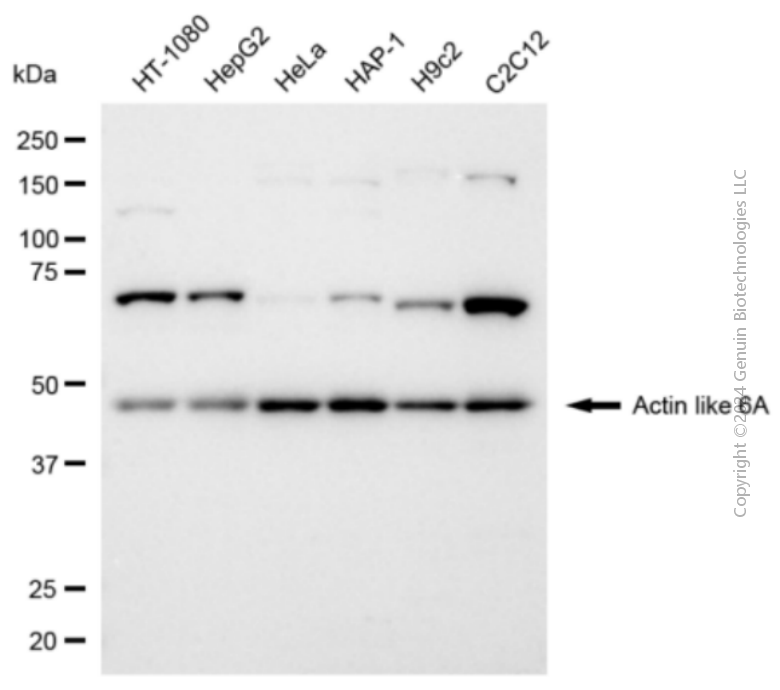 ACTL6A antibody