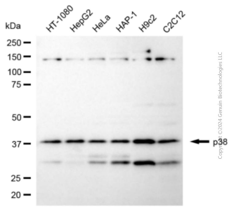 MAPK14 antibody
