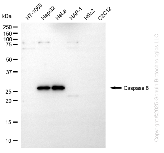 CASP8 antibody