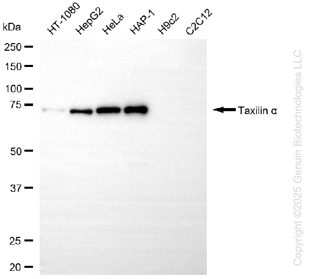 TXLNA antibody