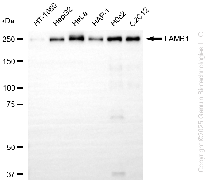LAMB1 antibody