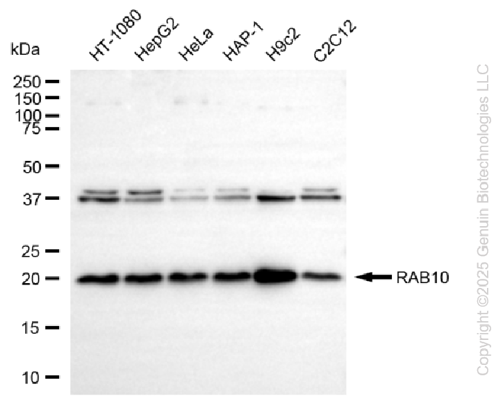RAB10 antibody