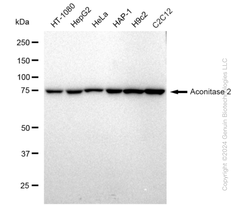 ACO2 antibody