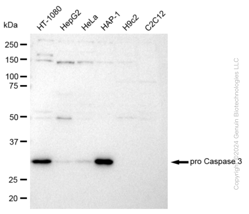 CASP3 antibody