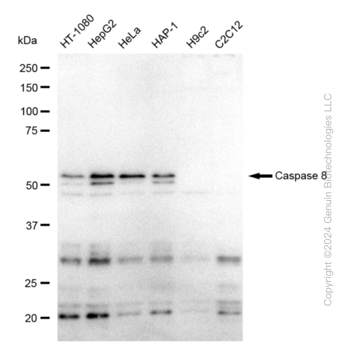 CASP8 antibody