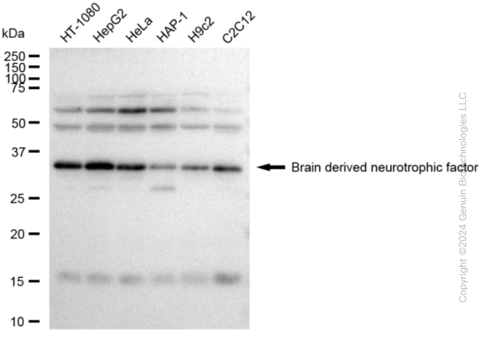 BDNF antibody