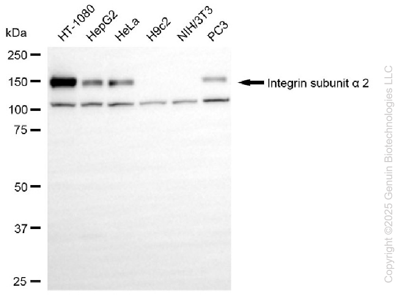 ITGA2 antibody