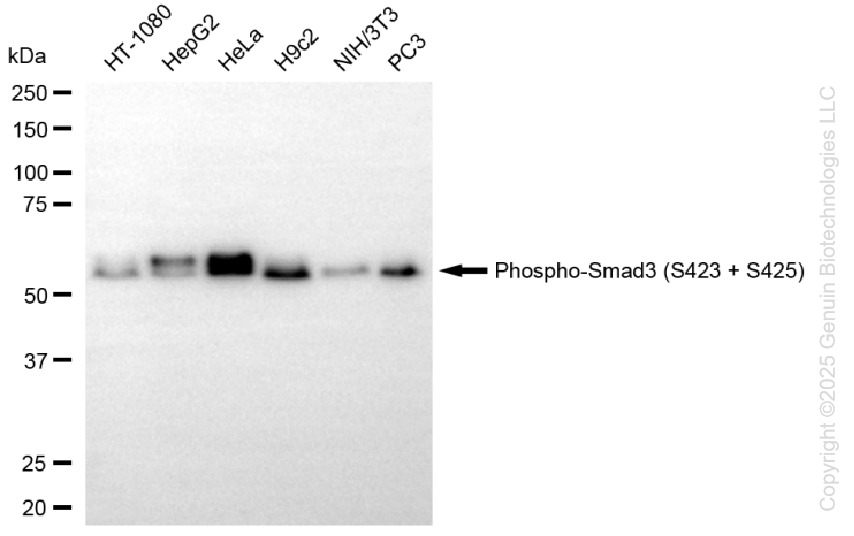 SMAD3 antibody