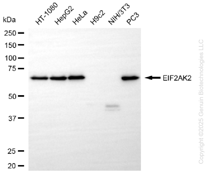 EIF2AK2 antibody