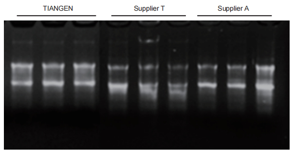 tissue rna extraction kit