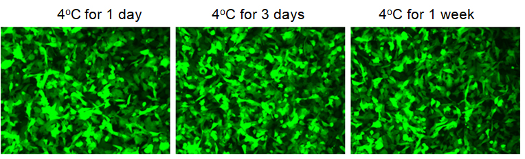 lentivirus storage buffer
