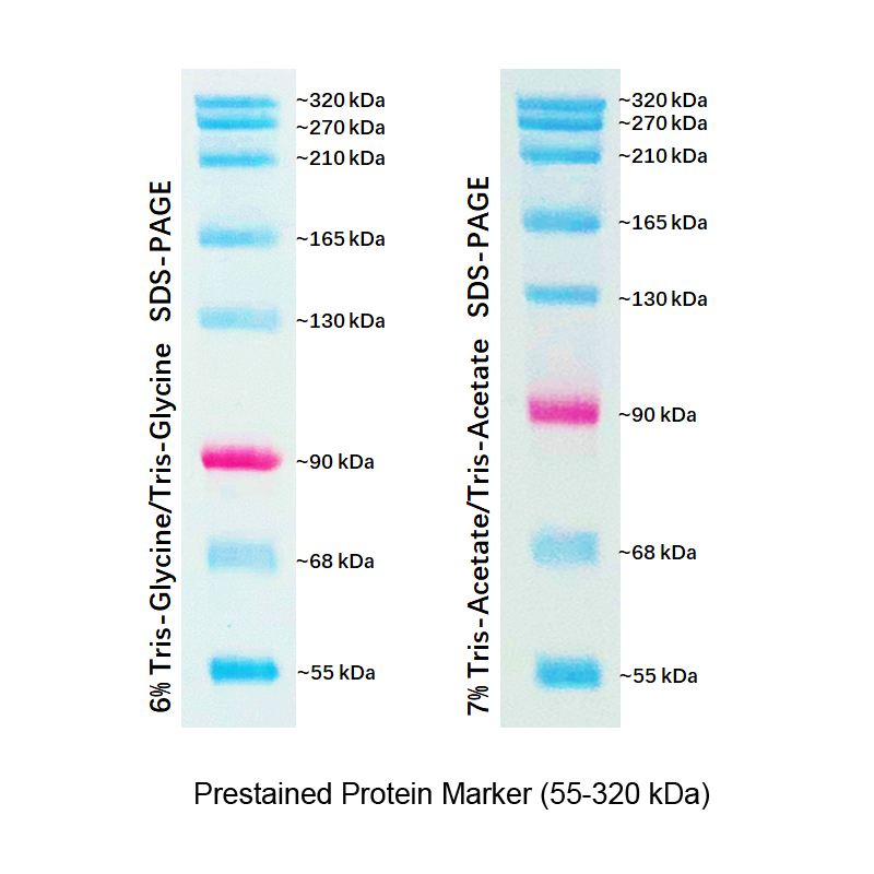 prestained protein marker