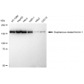 KD-Validated DIAPH1 Rabbit mAb (20 μl)