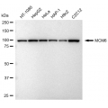 KD-Validated MCM6 Rabbit mAb (20 μl)