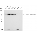 KD-Validated HDAC9 Rabbit mAb (20 μl)