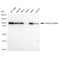KD-Validated INSR Rabbit mAb (20 μl)