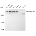 KD-Validated PRKDC Rabbit mAb (20 μl)