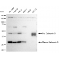 KD-Validated CTSD Rabbit mAb (20 μl)