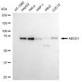 KD-Validated ABCD1 Rabbit mAb (20 μl)