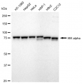 KD-Validated IKK α Rabbit mAb (20 μl)