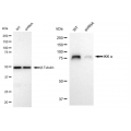 KD-Validated IKK α Rabbit mAb (20 μl)