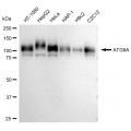 KD-Validated ATG9A Rabbit mAb (20 μl)