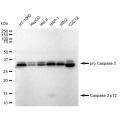 KD-Validated CASP3 Rabbit mAb (20 μl)
