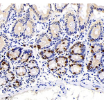 Anti-BrdU Mouse mAb (100 μl)