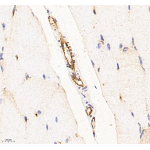 Anti-CD31 Mouse mAb (100 μl)