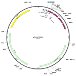 Human TM4SF5 (BC093688) cDNA Clone in pCR4-TOPO
