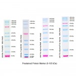 Prestained Protein Marker (4× 250μl)